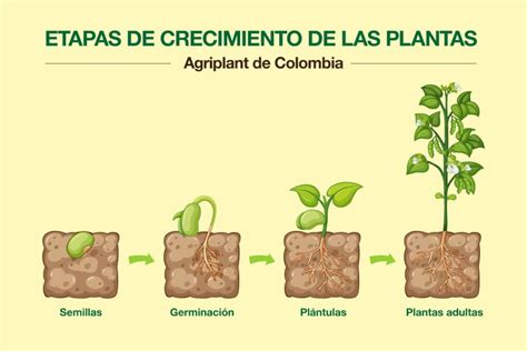 La plántula - Finalmente, la plántula emerge completamente de la semilla y comienza a crecer hacia arriba, desarrollando tallos y hojas verdaderas. Etapa 2: Crecimiento de la plántula. Una vez que la plántula ha emergido de la semilla, comienza la etapa de crecimiento de la plántula. Durante esta etapa, la plántula desarrolla sus primeras hojas y su ...